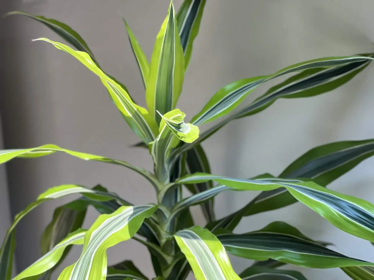 Piante e dettagli botanici, Botanical Apartment Modena